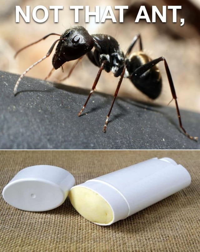 This is a two-panel silly pun meme. The top panel features a close-up photograph of a real ant insect, with large white text at the top reading "NOT THAT ANT,". The bottom panel shows an opened stick of solid deodorant resting on woven fabric. The meme relies on phonetic wordplay: the word "deodorant" ends with the same pronunciation as "ant", so the setup rejects the insect ant, and the punchline reveals the joke refers to the "ant" found at the end of the word "deodorant", making it a simple dumb late-night pun.