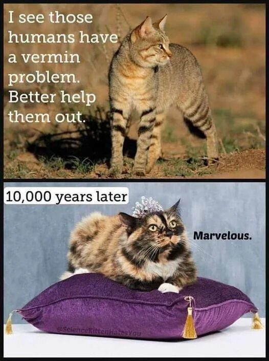 A two-panel meme showing the evolution of cats' relationship with humans. The top panel features a tabby cat standing outdoors with text stating it will help humans with their vermin problem. The bottom panel shows a different cat (calico) lying on a purple pillow with a small crown, with text indicating this is '10,000 years later' and the cat saying 'Marvelous.' The humor comes from the anthropomorphization of cats and the reversal of roles over time, from working animals to pampered pets.