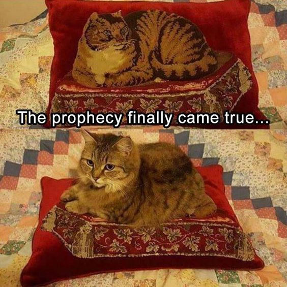 This two-panel meme features a humorous visual coincidence. The top panel displays a red decorative pillow with an embroidered/printed tabby cat lying in a relaxed pose on a smaller cushion design. The bottom panel shows a real tabby cat, with nearly identical fur pattern and posture, resting on the exact same pillow, perfectly mirroring the embroidered cat. The overlaid text reads 'The prophecy finally came true...', which is a playful exaggeration that frames the real cat's perfect match to the pillow's design as a long-foretold event coming to pass. The joke relies on the uncanny similarity between the real animal and the printed image, creating a wholesome, funny moment that feels like a 'fulfilled prophecy'.