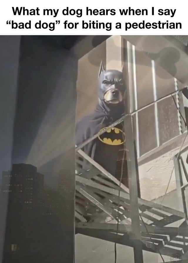 A meme featuring a humorous scenario where a dog misinterprets scolding. The top text reads: 'What my dog hears when I say "bad dog" for biting a pedestrian'. Below is an edited image of Batman (from the classic gray and black suit with a yellow bat symbol) but with a dog's head instead of Batman's, peeking cautiously from behind a building structure in a cityscape. The joke plays on the dog's perspective, framing the scolding as a heroic mission, akin to Batman's vigilantism.
