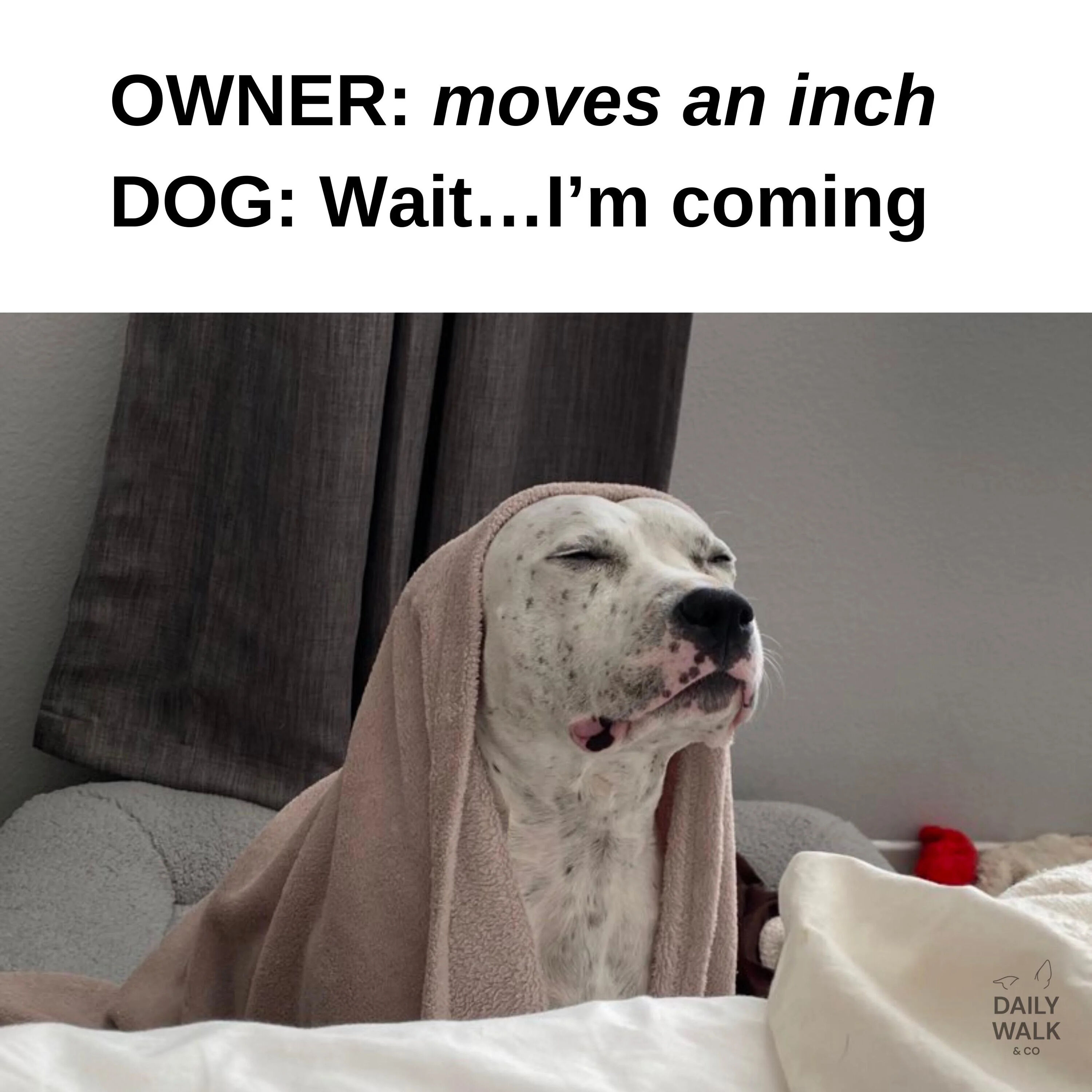 A wholesome meme featuring a white dog with black spots wrapped in a pink towel, appearing sleepy with eyes closed. The top text humorously depicts a scenario where the owner moves slightly, and the dog reacts with eagerness. The dog is sitting on a bed with gray cushions, and a red toy is visible nearby. A 'DAILY WALK & CO' watermark is present in the bottom right corner.
