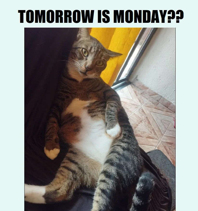 The image features a real tabby cat with a white chest lying on its back on a dark surface, appearing shocked with wide green eyes and perked ears. The background includes a yellow curtain and a tiled floor with a geometric pattern. Prominently displayed at the top in bold black uppercase text is the phrase 'TOMORROW IS MONDAY???', which humorously conveys the cat's (and likely the viewer's) startled reaction to the approaching workweek. The cat's relaxed yet surprised posture enhances the relatable and lighthearted tone of the meme.