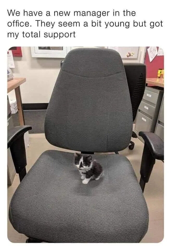 This meme consists of a top text caption followed by a photograph of a very small black and white kitten sitting on the seat of a large grey standard office chair, placed in a regular office environment with desks, filing cabinets, and other office furniture visible in the background. The text reads 'We have a new manager in the office. They seem a bit young but got my total support'. The humorous and wholesome joke comes from personifying the tiny, cute kitten as the new office manager, playing on the relatable office humor trope combined with cute pet content.