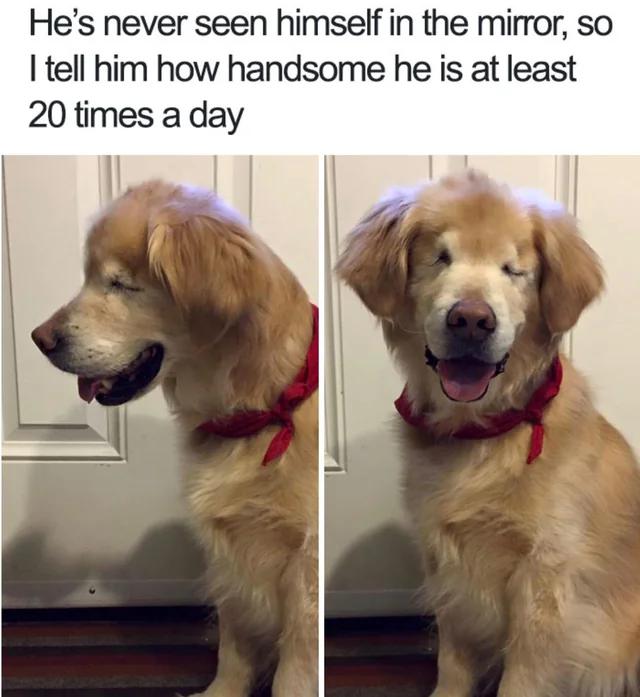 This is a two-panel wholesome meme featuring a blind golden retriever wearing a red bandana. The primary text explains that since the dog cannot see himself in the mirror, his owner tells him he is handsome at least 20 times a day. 

- Left panel: The dog sits, looking to the side with a relaxed, happy expression, mouth slightly open.
- Right panel: The dog faces forward, mouth open in a joyful, content manner.

The meme highlights the loving, daily care the owner provides for their pet, creating a warm, heartwarming atmosphere that resonates with audiences who appreciate positive animal content.