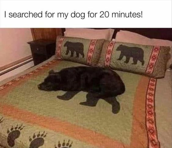 This meme showcases a black dog sleeping soundly on a bed whose bedding (spread and pillows) is decorated with dark bear silhouettes. The dog's dark fur perfectly matches the bear designs, creating a strong optical illusion that makes it blend almost seamlessly into the bed. The top text reads *"I searched for my dog for 20 minutes!"*, which emphasizes the core humor: the owner was unable to locate their pet because it was accidentally camouflaged by the matching bed decor. This is a lighthearted visual joke relying on the accidental, perfect camouflage of a pet in its environment, evoking relatable frustration and amusement at missing something obvious right in front of you.