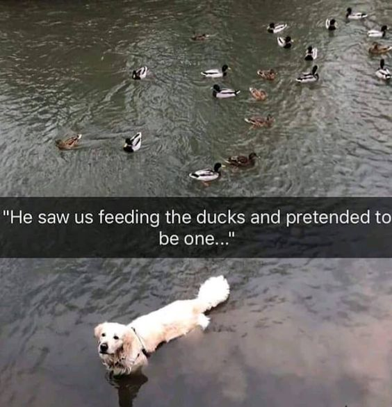 The image is split into two sections. The top section shows a group of ducks (various colors including brown, white, and black) swimming in a calm body of water. The bottom section features a golden retriever dog swimming in the same water, wearing a collar, with a calm and curious expression. A text overlay spans both sections, reading: "He saw us feeding the ducks and pretended to be one..." The dog appears to be mimicking the ducks' behavior to join in the feeding.