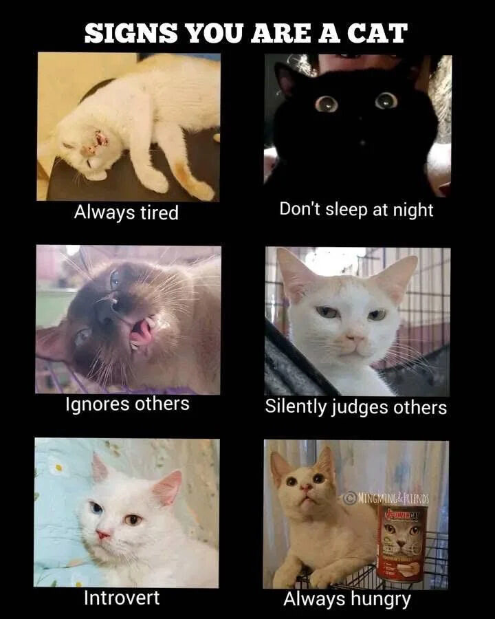 A collage meme titled 'SIGNS YOU ARE A CAT' featuring six images of cats arranged in a 2x3 grid on a black background. Each image is paired with a caption describing stereotypical cat behaviors: 'Always tired' (white cat lying down), 'Don't sleep at night' (black cat with wide eyes), 'Ignores others' (Siamese cat yawning), 'Silently judges others' (white cat with neutral stare), 'Introvert' (white cat on a blanket), and 'Always hungry' (cat next to a Friskies can). A watermark '© MINGMING&FRIENDS' appears on the sixth image.