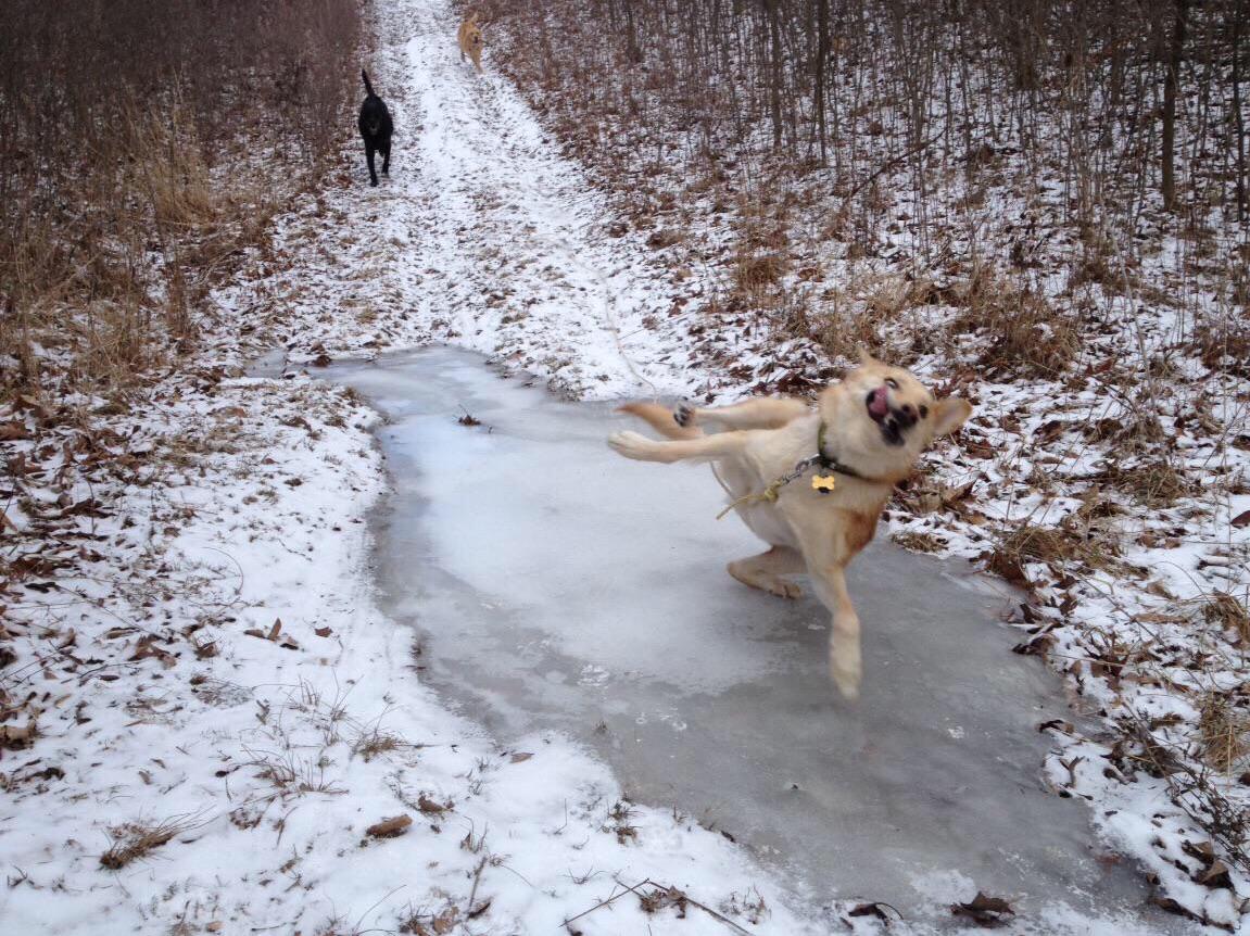 The image captures a light-colored dog mid-slip on a patch of ice in a snowy forest path. The dog is in a playful, unbalanced pose with legs flailing, tongue out, and a joyful expression. In the background, two other dogs (one black and one possibly tan) walk along the snow-covered trail. The setting is a winter woodland with snow blanketing the ground, fallen leaves scattered, and bare trees lining the path, creating a cozy, natural winter scene.