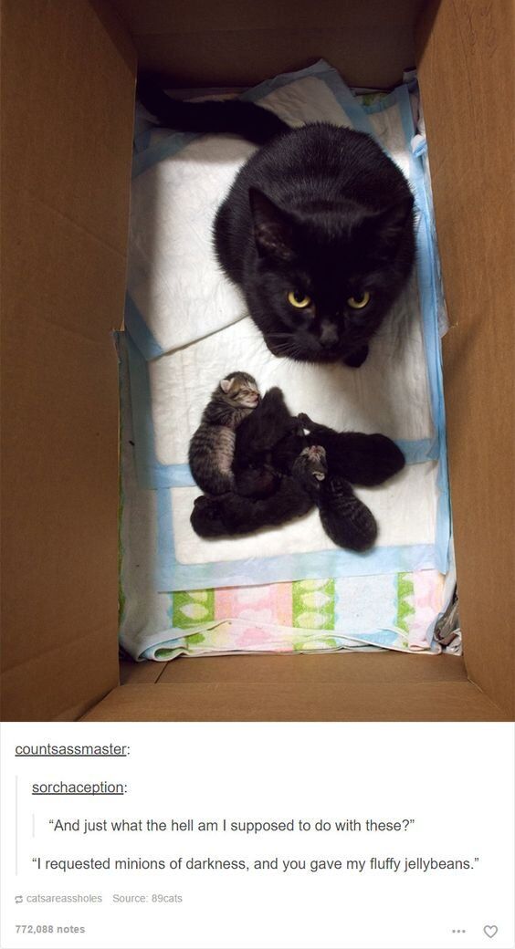 The image consists of two parts: the top section is a photograph of a black cat with an annoyed, unimpressed expression lying in a cardboard box on a puppy pad, next to a litter of small, fluffy kittens—most are black, one is a lighter tabby. The bottom section is a screenshot of a Tumblr comment thread. User 'sorchaception' added humorous anthropomorphic dialogue from the cat's perspective: "And just what the hell am I supposed to do with these?" followed by "I requested minions of darkness, and you gave my fluffy jellybeans." The joke relies on wordplay and contrast: the cat, with its dark appearance, wanted intimidating, dark-themed "minions" but instead got small, round, soft kittens that resemble fluffy jellybeans, creating a funny mismatch between expectation and reality. The cat's grumpy facial expression perfectly complements the frustrated, sarcastic dialogue.