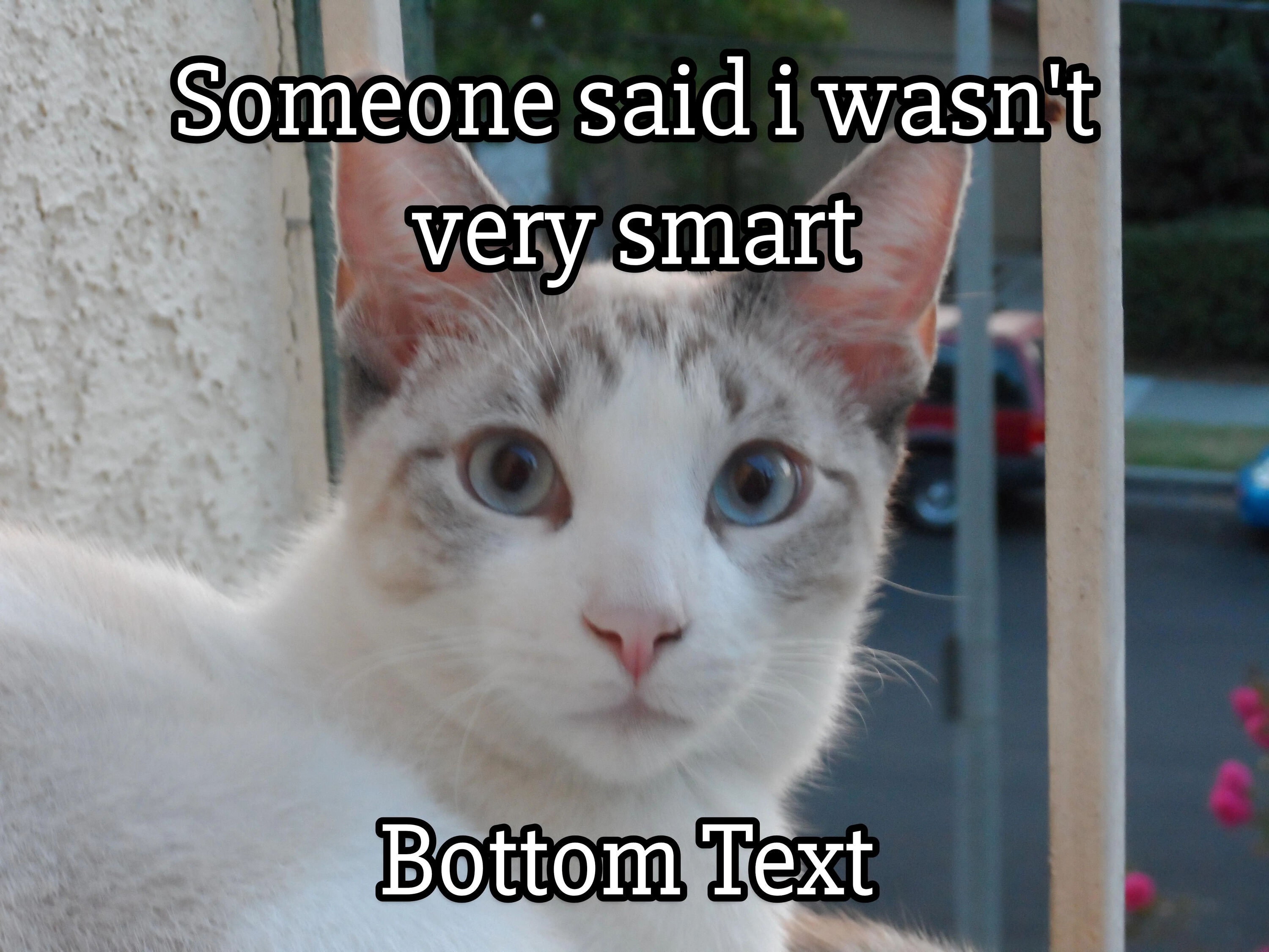 A close-up photograph of a white and gray cat with striking blue eyes, positioned near a window or railing. The cat has wide, innocent eyes and perked-up ears, giving it a surprised or curious expression. Overlaid text at the top of the image reads 'Someone said i wasn't very smart' in bold, black font with a white outline, and additional text at the bottom reads 'Bottom Text' in the same style. The background is slightly blurred, showing an outdoor scene with parked cars, greenery, and a street, indicating the cat is indoors near an open window or on a balcony. The overall tone is cute and wholesome, leveraging the cat's innocent appearance to create a lighthearted, endearing meme.