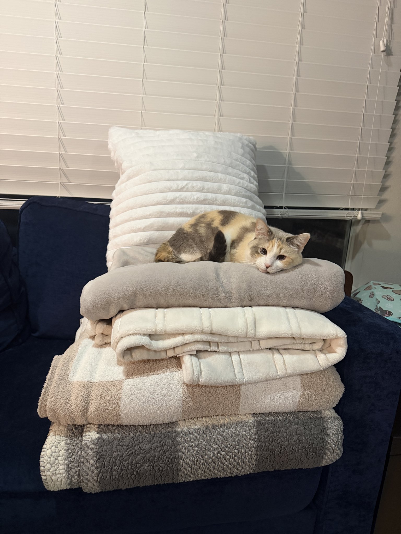 The image shows a real domestic cat named Panko lying comfortably on top of a tall stack of neatly folded warm blankets placed on a dark blue couch, in front of a window with white blinds. Panko rests his head on the edge of the top rolled blanket, looking directly at the camera. The context from the owner's caption explains the owner is cold in the house, while the cat is comfortably hogging all the warm blankets for itself, creating a cute, funny contrast.
