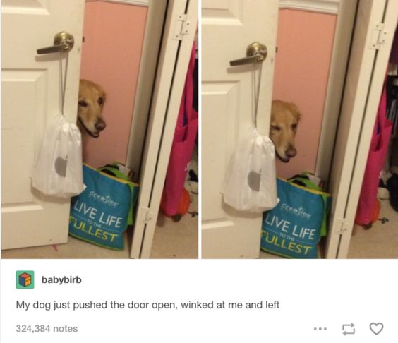 This is a two-panel, user-created meme featuring a golden retriever dog. In the first panel, the dog peeks its head through a partially open door, with a canvas bag that reads 'LIVE LIFE TO THE FULLEST' visible below it. In the second panel, the door is slightly ajar, and the dog's eye appears closed in a playful wink, as if it just pulled off a silly trick. Below the panels is a screenshot of a Tumblr post from user 'babybirb', with the caption: *'My dog just pushed the door open, winked at me and left'*. The meme leans into anthropomorphism, framing the dog's natural expression as a mischievous, human-like wink, creating a wholesome, funny moment that makes the pet seem like it's teasing its owner with a playful secret.