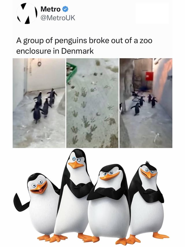 The meme features a collage combining a news tweet and animated characters. The top section shows a tweet from Metro UK (@MetroUK) with the text: 'A group of penguins broke out of a zoo enclosure in Denmark,' accompanied by three real-life photos: penguins walking through a corridor, their footprints on the floor, and more penguins moving through a narrow space. Below the tweet, there are four animated penguins from the 'Madagascar' franchise—Skipper, Kowalski, Rico, and Private—posing with mischievous and confident expressions, arms crossed or waving. The humor lies in juxtaposing the real penguin escape with the famously clever and rebellious animated penguins, implying the real birds might be just as cunning as their fictional counterparts.