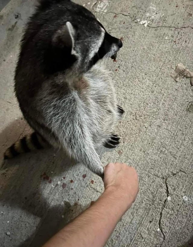 This is a viral accidental optical illusion meme. At first glance, the image looks like two tired friends ("me" and "bro") sitting leaning back next to each other after a long night, holding hands. In reality, the entire large furry shape is just one single raccoon sitting on cracked concrete; the "second person's arm" is actually a real human arm holding the raccoon's front paw, which creates the perfect illusion of two separate people leaning against each other. The fur texture and perspective perfectly mimic the look of two people's backs.