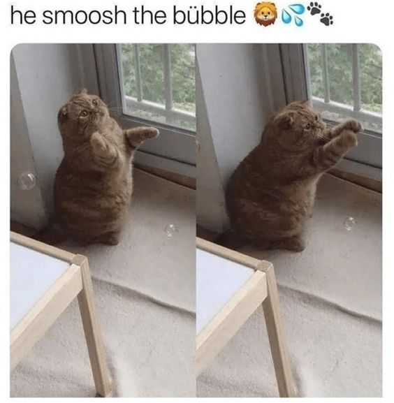 This two-panel wholesome meme showcases a real brown Scottish Fold cat interacting with a soap bubble near a window. In the first panel, the cat stands on its hind legs with raised paws, wide-eyed and focused on the bubble floating in front of it. In the second panel, the cat's paws are pressed flat against the window, and the bubble has moved lower, giving the impression that the cat has 'smooshed' it. The top text reads *'he smoosh the bübble'* accompanied by a lion, sweat drop, and paw print emoji, adding a playful, silly touch to the cute moment. The meme emphasizes the innocent, adorable behavior of pets, evoking warm, positive feelings for viewers.