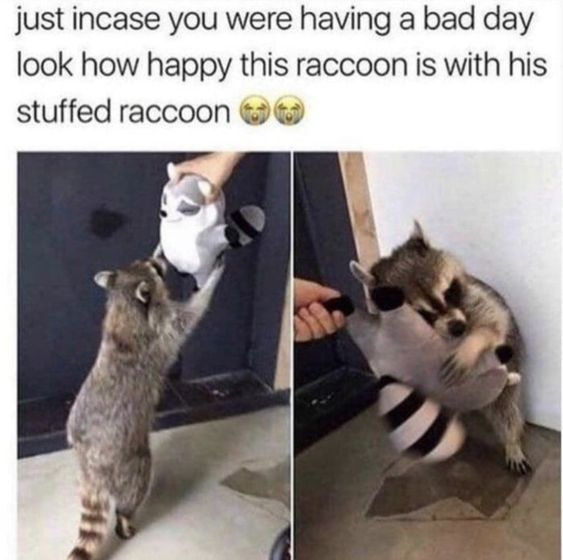 This is a two-panel collage meme created to lift someone's mood on a bad day. The top text reads: "just incase you were having a bad day look how happy this raccoon is with his stuffed raccoon 😂😂". 

The left panel shows a real raccoon standing on its hind legs, eagerly reaching upward to grasp a stuffed raccoon toy held by a human hand. The right panel captures the raccoon hugging the stuffed toy tightly, appearing visibly content and joyful. The core appeal is the wholesome, endearing sight of an animal showing clear affection for a toy replica of itself, which feels relatable and uplifting, designed to bring a smile to viewers having a tough day.