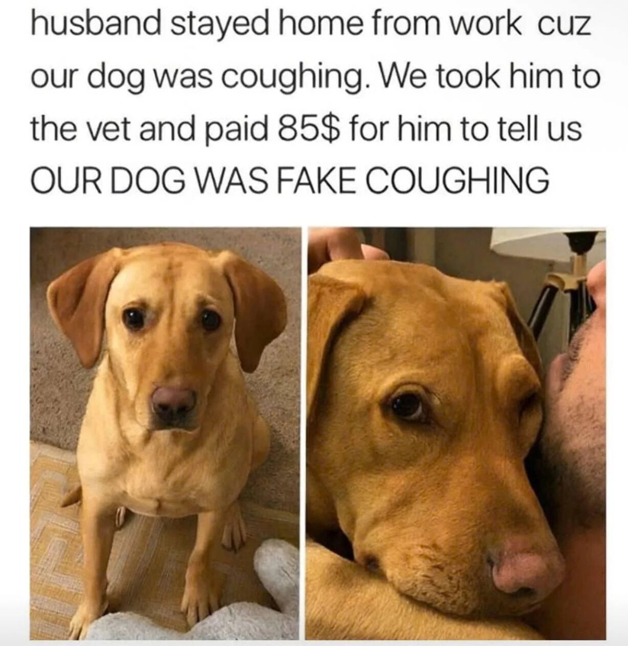A meme featuring a humorous anecdotal text and two photographs of a golden retriever. The text at the top reads: 'husband stayed home from work cuz our dog was coughing. We took him to the vet and paid 85$ for him to tell us OUR DOG WAS FAKE COUGHING'. Below the text are two images: the left shows the dog sitting on a carpeted floor with a sad, concerned expression; the right shows the dog being cuddled by a person, appearing calm or slightly guilty. The meme combines relatable pet behavior with a funny twist, emphasizing the dog's cleverness in seeking attention.