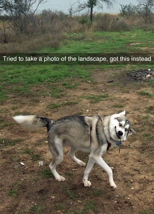 This meme features a candid photograph of a grey and white Siberian Husky that photobombed an attempt to take a landscape photo. The husky positioned itself in the foreground of the shot, twisting its body into a funny, awkward pose while looking directly at the camera with a goofy wide-eyed expression. Overlaid text across the top reads 'Tried to take a photo of the landscape, got this instead', highlighting the relatable situation where a playful pet interrupts a planned photo, resulting in a much funnier image than the original intended landscape shot. The background is an open outdoor area with mixed dirt, grass, and distant trees near a body of water.
