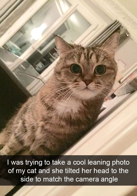 This image features a tabby cat with wide, curious eyes sitting on a white indoor ledge, tilting its head to perfectly match the tilted camera angle used by its owner. The caption at the bottom of the photo reads: 'I was trying to take a cool leaning photo of my cat and she tilted her head to the side to match the camera angle'. The humor and charm come from the cat's unexpected, adorable response to the owner's attempt at capturing a stylish photo—mirroring the camera's tilt creates a silly, wholesome moment that resonates with pet owners. The background is a blurred indoor space with windows and furniture, keeping the focus on the cat's reaction.