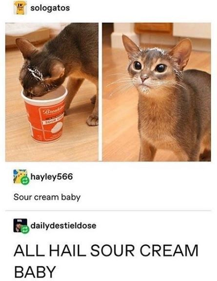 This meme is a two-panel screenshot of a Tumblr thread showing a real cat that got sour cream all over its face after sticking its entire head into a container of sour cream. The left panel shows the cat's head fully inside the red sour cream tub, while the right panel shows the cat looking up at the camera with wide, shocked eyes and sour cream streaked across its forehead. The thread's comments joke about the messy cat, first calling it 'Sour cream baby' then leaning into the joke by declaring 'ALL HAIL SOUR CREAM BABY', treating the messy kitten like a revered absurd deity.