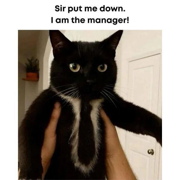 A meme featuring a black cat with a white chest patch being held upright by human hands. The cat has wide, expressive eyes and a tense posture, as if protesting. Above the cat, bold text reads: 'Sir put me down. I am the manager!' The humor arises from the anthropomorphic scenario where the small, ordinary cat asserts authority by claiming to be 'the manager,' creating a comedic contrast between its size and its demanding tone.