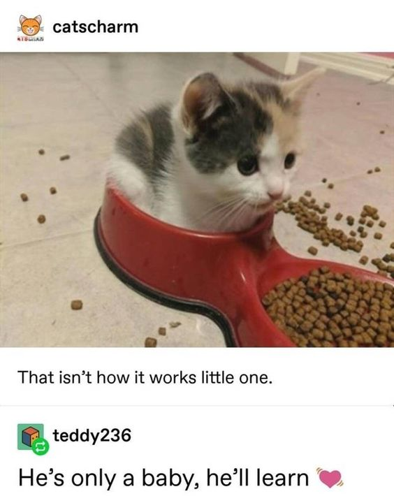 A small kitten with white, gray, and black fur is sitting inside one half of a red double food bowl, surrounded by scattered dry cat kibble. The other half of the bowl contains more dry cat food. Below the image, there is a caption that reads: 'That isn’t how it works little one.' Additionally, there is a comment from user 'teddy236' that says: 'He’s only a baby, he’ll learn ❤️'. The top-left corner of the image shows the username 'catscharm' with a small cat logo, indicating the original poster on X (formerly Twitter). The scene captures a wholesome and cute moment of a baby kitten misunderstanding how to use a food bowl, leading to an endearing interaction.