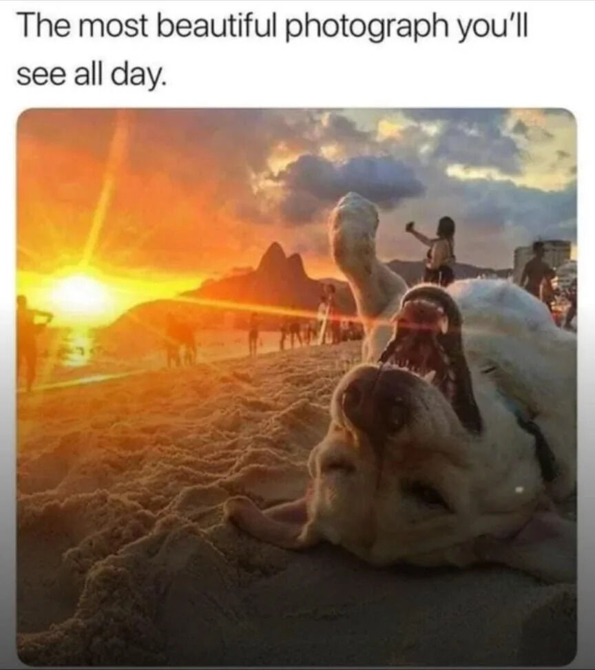 A humorous meme featuring a photograph of a white dog joyfully rolling on its back in the sand at a beach during sunset. The dog has its mouth open, tongue out, and front paws raised, appearing playful and happy. In the background, a vibrant sunset casts orange and golden hues across the sky, with the iconic Sugarloaf Mountain visible, indicating the location is likely Rio de Janeiro. Silhouettes of people can be seen on the beach, adding to the lively atmosphere. The top text of the meme reads 'The most beautiful photograph you'll see all day,' creating an ironic contrast between the grand, hyperbolic statement and the silly, endearing dog as the focal point, which is the true 'beautiful' element being humorously highlighted.