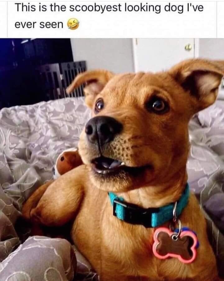 This meme features a real brown dog with a wide-eyed, slightly open-mouthed expression that strongly resembles the iconic cartoon character Scooby-Doo. A text overlay at the top reads: *"This is the scoobyest looking dog I've ever seen 😆"*, coining the playful slang term "scoobyest" to describe the dog's striking similarity to the cartoon. The dog rests on a patterned bed, wearing a teal collar with a bone-shaped tag, creating a warm, lighthearted, wholesome vibe that appeals to pet lovers and cartoon fans alike.