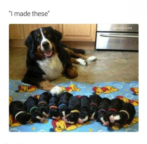 The image features a Bernese Mountain Dog lying relaxed on a kitchen floor, displaying a happy expression with its tongue slightly out. Next to the dog is a blue mat decorated with Winnie the Pooh characters, on which a row of small black puppies with white markings are lined up, each wearing a different colored collar (green, red, blue, yellow, etc.). The top of the image has the text "I made these," humorously implying the dog is proud of her puppies. The background includes wooden kitchen cabinets and a stainless steel appliance, likely an oven or refrigerator, with a tiled floor.