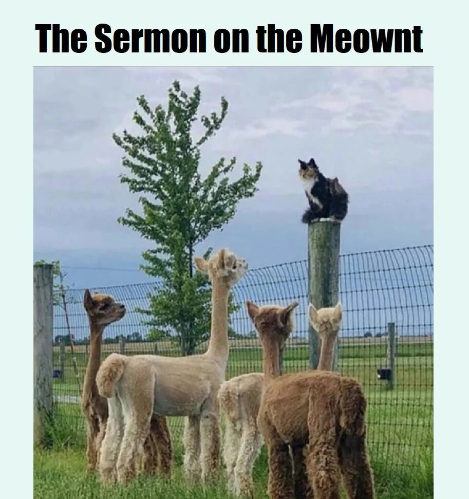 A humorous meme featuring a black and white cat perched on a wooden post, positioned as if delivering a 'sermon' to a group of alpacas below. The title 'The Sermon on the Meownt' is a pun on the biblical 'Sermon on the Mount,' replacing 'Mount' with 'Meownt' (a play on 'meow,' the sound a cat makes). The scene is set in an outdoor area with a wire fence, green grass, and a small tree, creating a whimsical and lighthearted atmosphere as the alpacas appear to attentively look up at the cat.