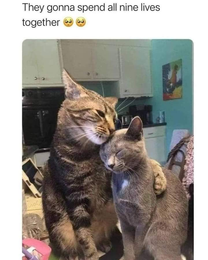 This wholesome meme features a candid photo of two domestic cats embracing affectionately in a home kitchen. The larger brown tabby cat sits upright, has one arm draped over the smaller gray cat's shoulder, and nuzzles the gray cat's head. Both cats have their eyes closed, looking relaxed and content. The text caption at the top of the image reads 'They gonna spend all nine lives together' with two pleading face emojis, playing on the common folk belief that cats have nine lives to emphasize the sweet, lifelong bond between the two cats.