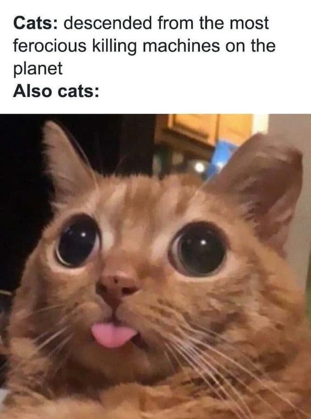 The meme consists of two parts: the top section contains bold text that reads 'Cats: descended from the most ferocious killing machines on the planet Also cats:'. Below this text is a photograph of an orange tabby cat with extremely large, round eyes and its pink tongue sticking out, giving a silly, surprised expression. The humor arises from the contrast between the text's claim of cats' fierce ancestry (referencing their evolution from wild predators) and the cat's goofy, harmless appearance in the image.