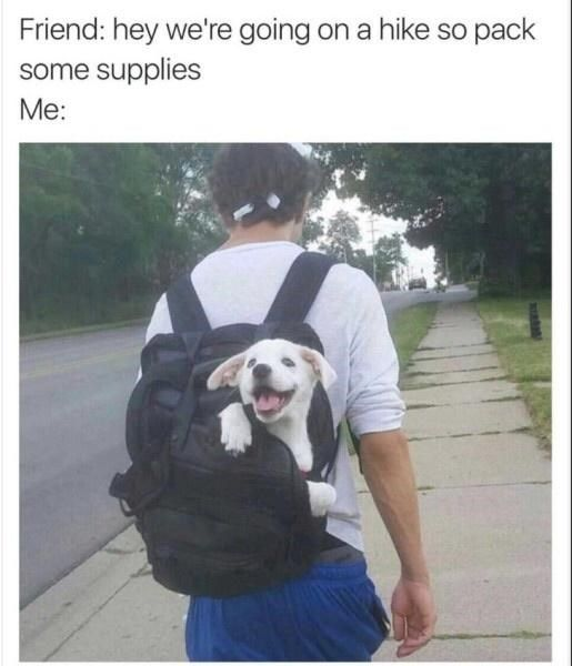 The meme opens with text setup: first line shows a friend saying "hey we're going on a hike so pack some supplies", followed by the line "Me:", below which is a photo taken from behind of a person walking down a residential sidewalk. The person wears a black backpack, and a happy, smiling white puppy is sticking its head and two front paws out of the top of the backpack, looking excited. The joke implies that the puppy is the only essential supply the poster needs to bring on the hike, leaning into the relatable, cute love people have for their pets.
