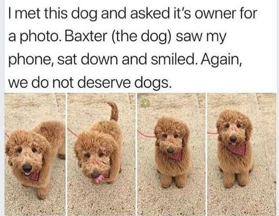 The image consists of a text block at the top followed by four sequential photographs of a small, fluffy brown dog named Baxter. The text describes a personal anecdote: the uploader met Baxter, asked the owner for a photo, and Baxter responded by sitting down and smiling when seeing the phone. The concluding line reads, 'Again, we do not deserve dogs.' The four photos show Baxter in progressive poses: standing on a gravel surface, then with tail raised, sitting down, and finally sitting and smiling directly at the camera with a pink collar visible.
