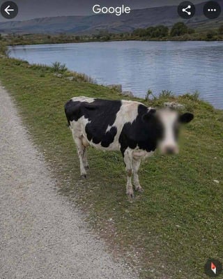 This is a screenshot from Google Maps Street View, depicting a black and white spotted cow standing on grassy terrain next to a gravel rural road, adjacent to a calm body of water with rolling hills visible in the background. The cow's face is fully blurred with the standard pixelation effect Google Maps uses to anonymize human faces and vehicle license plates for privacy protection. The core joke of the meme comes from the absurd, unintended application of this privacy feature to a farm animal, implying the cow is entitled to the same identity protection as human users of the mapping service.