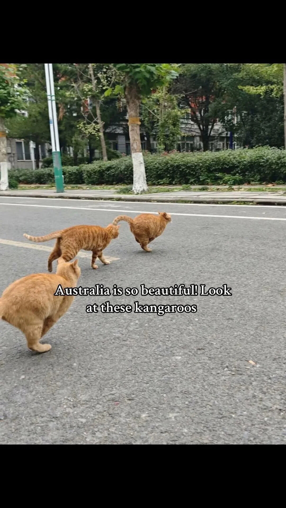 A photograph depicting three orange cats walking away on a paved road. The background includes green trees, trimmed bushes, and distant buildings. Overlaid text reads: 'Australia is so beautiful! Look at these kangaroos,' creating a humorous visual joke where the cats are playfully misidentified as kangaroos, a iconic Australian animal.