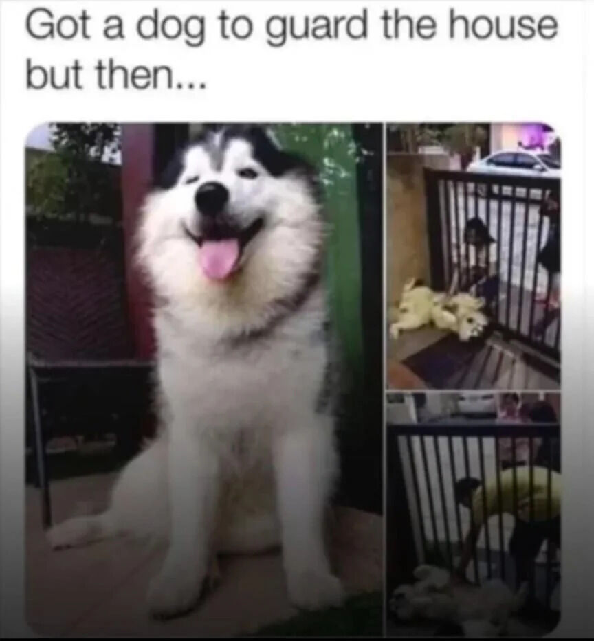 A meme featuring a collage of three images centered around a large, fluffy Alaskan Malamute dog. The top text reads 'Got a dog to guard the house but then...'. The central image shows the dog sitting happily with its tongue out, appearing friendly and playful. To the right, two smaller images depict the dog interacting with people: the top right shows the dog lying near a gate with people nearby, and the bottom right shows a person bending down to engage with the dog at the gate. The humor stems from the contrast between the expectation of a protective guard dog and the reality of a sociable, welcoming pet.