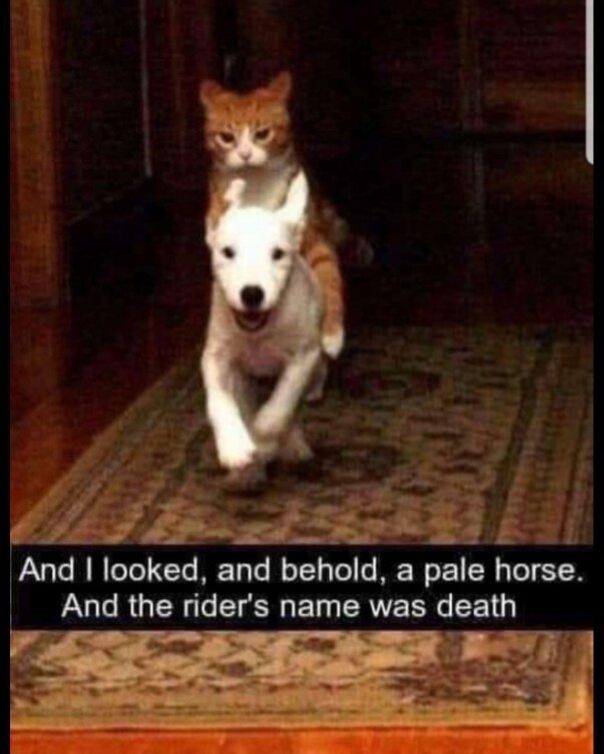 This humorous meme features a candid photo of an orange tabby cat riding on the back of a small white dog as the dog walks forward down a carpeted indoor hallway. The cat has a serious, stoic expression, while the dog looks happy and cheerful. At the bottom of the image, a text overlay quotes the Book of Revelation's description of the Four Horsemen of the Apocalypse: 'And I looked, and behold, a pale horse. And the rider's name was death'. The joke relies on the absurd juxtaposition of the dramatic, apocalyptic biblical text with the silly, mundane scene of a cat riding a dog, framing the cat as the ominous rider Death and the white dog as the 'pale horse' referenced in the quote.