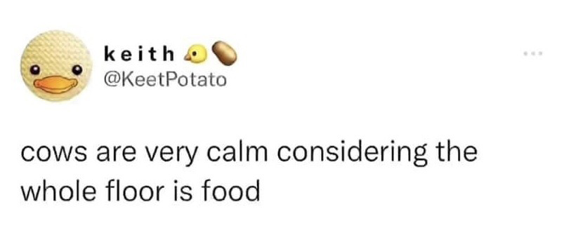 This is a screenshot of a public X (formerly Twitter) text post from user @KeetPotato, who uses a cute cartoon duck as their profile picture, alongside baby chick and potato emojis next to their display name 'keith'. The post features a silly observational joke pointing out that cows eat grass, which covers almost all of the ground they typically stand on, meaning cows are constantly surrounded by their preferred food yet remain far calmer than most humans would be if their entire living space floor was covered in food they enjoy.