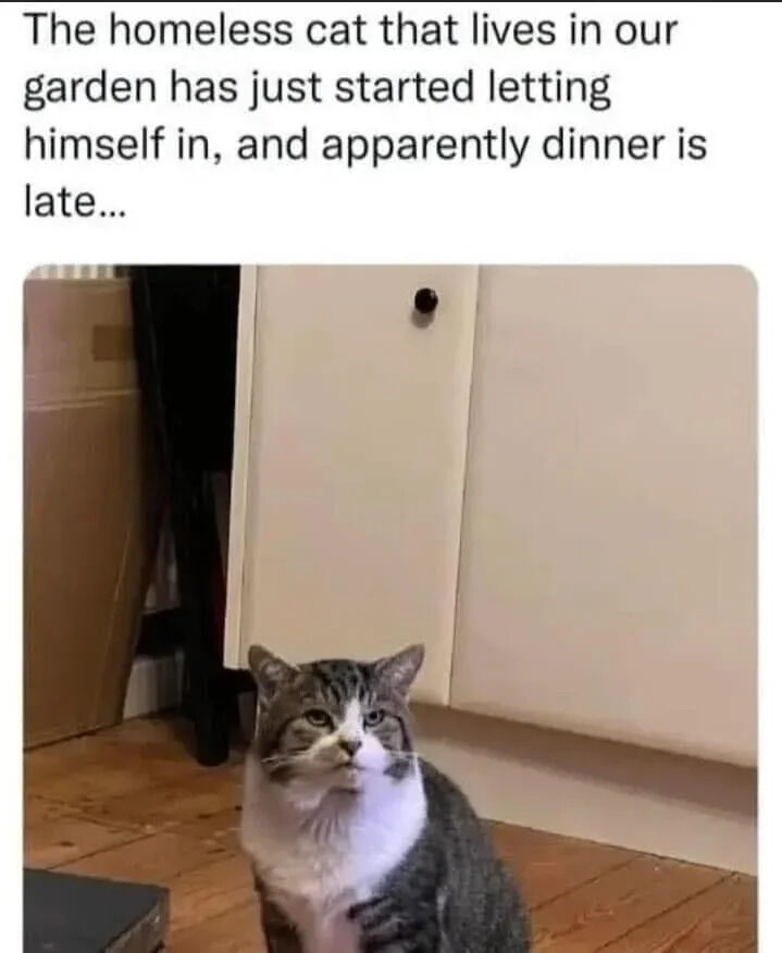 A photograph of a gray and white cat sitting on a wooden floor in a kitchen, looking up with an expectant and slightly annoyed expression. Above the image, there is a text caption that reads: 'The homeless cat that lives in our garden has just started letting himself in, and apparently dinner is late...'. The cat appears to have made itself at home, demanding dinner through its posture and expression, creating a wholesome and humorous scene that highlights the relatable dynamic between pets and their owners.