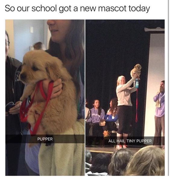 This two-panel meme depicts a school's new mascot reveal, with the top header text reading 'So our school got a new mascot today'. The left panel shows a small golden retriever puppy (labeled 'PUPPER') being held close to the camera, appearing as a normal, cute young dog. The right panel uses a forced perspective trick: the same puppy is held high above a stage, making it look extremely tiny against the people and stage background, paired with the caption 'ALL HAIL TINY PUPPER'. The humor stems from the visual illusion that transforms a regular puppy into an absurdly tiny, almost mythical mascot, combined with internet slang 'pupper' (an endearing term for a small dog) to create a wholesome, funny contrast. The meme pokes fun at over-the-top school mascot reveals by turning a mundane, cute event into a silly, viral-worthy moment.
