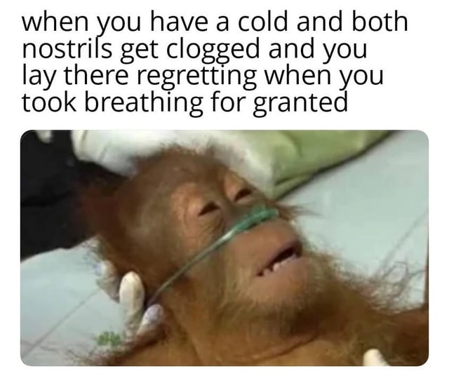 A meme featuring a top text overlay that reads: 'when you have a cold and both nostrils get clogged and you lay there regretting when you took breathing for granted'. Below the text is a photograph of an orangutan lying down, with an oxygen mask placed over its nose. The orangutan's expression appears tired and resigned, with its mouth slightly open, as if struggling to breathe. A pair of gloved hands is visible adjusting or holding the orangutan, suggesting a medical or care context. The combination of the text and image humorously captures the relatable frustration of having a cold with severely clogged nostrils, emphasizing the regret of taking easy breathing for granted.