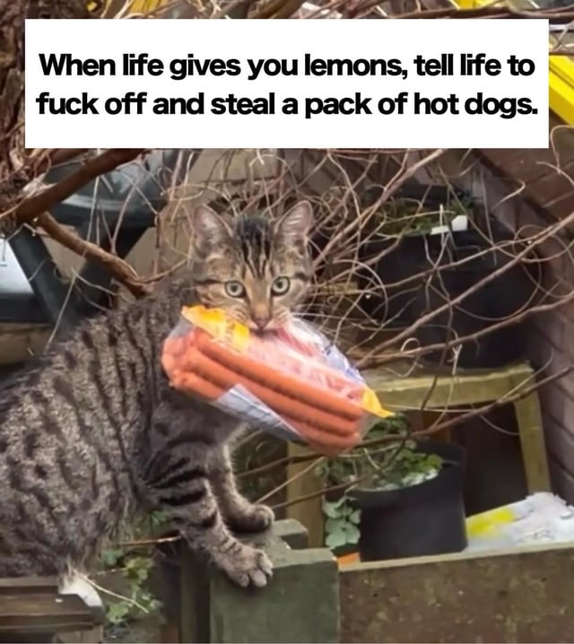 The image features a real tabby cat standing on a wooden fence in an outdoor backyard setting, gripping a plastic package of hot dogs in its mouth. The cat has a focused, determined expression with its front paws firmly planted on the fence. The background includes bare branches, potted plants, and a trash bin, enhancing the casual, everyday environment. A prominent text overlay at the top reads: "When life gives you lemons, tell life to fuck off and steal a pack of hot dogs," which humorously subverts the classic proverb about making lemonade from adversity by replacing it with a playful, rebellious alternative of stealing hot dogs.