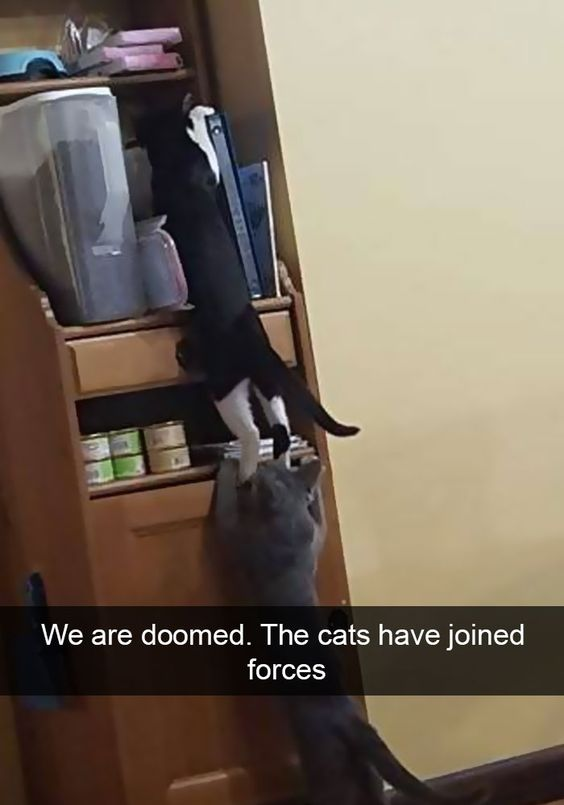 A photograph showing two cats collaborating: a black and white cat is climbing up a wooden cabinet, while a gray cat stands at the bottom, appearing to assist or join forces. The cabinet has various items on the shelves, including a gray container, books, and canned goods. At the bottom of the image, there is a caption that reads 'We are doomed. The cats have joined forces,' adding a humorous and lighthearted tone by anthropomorphizing the cats' teamwork as a playful 'threat.'