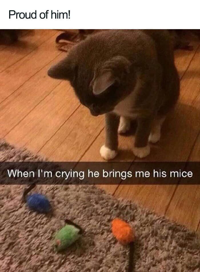 This is a wholesome meme featuring a real gray and white domestic cat standing on a wooden floor, gazing down at three colorful toy mice placed on a fuzzy gray rug. The top overlay text reads "Proud of him!" and the bottom text states "When I'm crying he brings me his mice". It depicts a sweet, affectionate moment where a pet cat attempts to comfort their human owner by sharing their favorite toys, highlighting the tender bond between pets and their caregivers.