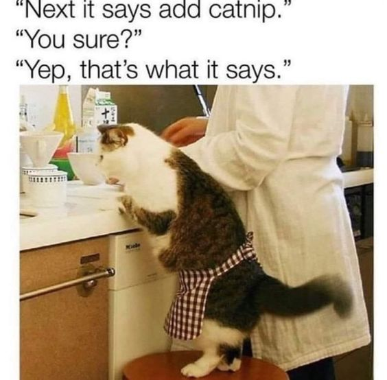 This meme features a real domestic cat dressed in a small checkered apron, standing on a wooden stool at a kitchen counter with its front paws resting on the surface, appearing to assist a person in a white chef-style coat. Above the image, a three-line dialogue creates the joke: 
1. *"Next it says add catnip."*
2. *"You sure?"*
3. *"Yep, that's what it says."*
The humor comes from the visual gag and double meaning: the cat is acting as a kitchen helper, but catnip is a plant that elicits a strong, playful reaction in cats, implying the cat will be the beneficiary of this recipe step, making the scenario silly and wholesome. The image plays on the trope of dressing pets in human attire to create a relatable, funny scenario about cats' love for catnip.