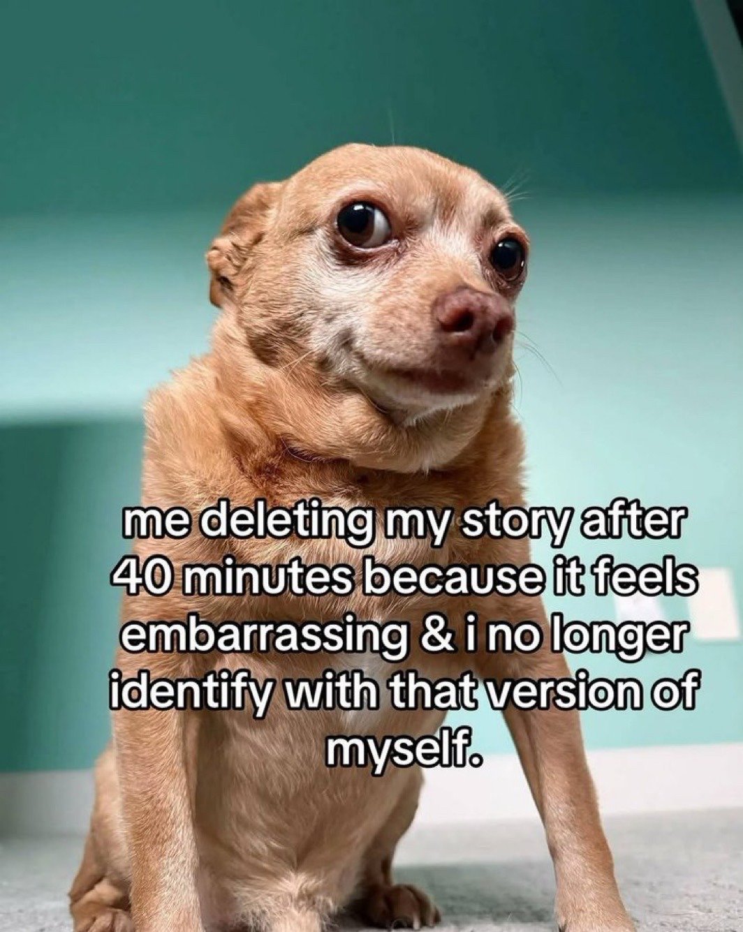 This meme features a viral photo of a tan chihuahua with wide, sheepish, awkward eyes sitting upright against a soft teal wall background. Overlaid on the image is text describing the extremely relatable social media experience of deleting an Instagram or other platform story 40 minutes after posting it, because the poster feels embarrassed by the content and no longer relates to the version of themselves that chose to share it. The chihuahua's guilty, uncomfortable expression perfectly mirrors the regretful feeling described in the text.