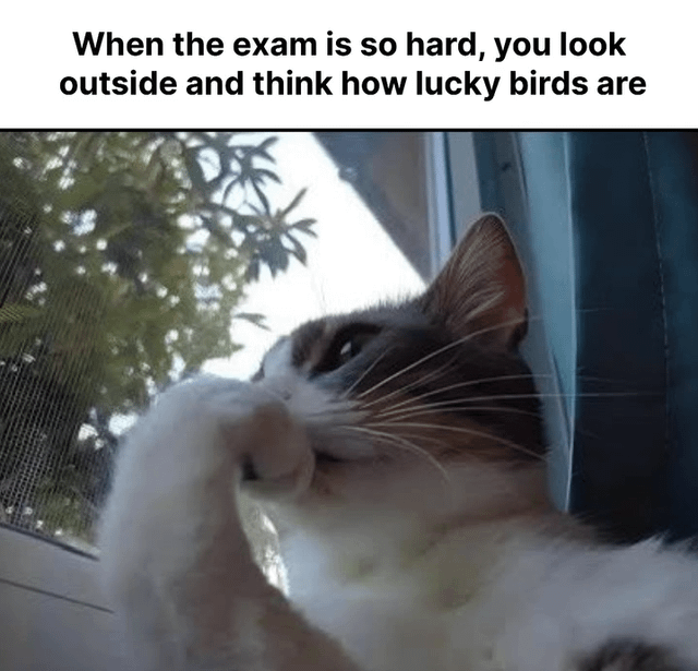 The meme features a top text caption stating 'When the exam is so hard, you look outside and think how lucky birds are' above a photograph of a white and gray cat. The cat is positioned by a window, gazing outward with a contemplative expression, one paw gently resting near its mouth. Through the window screen, green foliage is visible, indicating an outdoor setting with trees. The caption humorously anthropomorphizes the cat's wistful demeanor, framing it as relatable to students experiencing stress during difficult exams, who envy the freedom of birds outside.