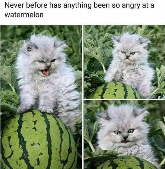 This is a three-panel collage meme featuring a fluffy grey kitten interacting with a watermelon in an outdoor garden setting. The top text overlay reads "Never before has anything been so angry at a watermelon". In the first panel, the kitten is perched on top of the watermelon with its mouth open, displaying an intensely angry, snarling expression. The second panel shows the kitten sitting behind the watermelon, still with furrowed brows and a grumpy, upset look. The third panel is a close-up shot of the kitten's face, maintaining its exaggeratedly furious demeanor. The core humor comes from the absurdity of a tiny, cute kitten being aggressively angry at an inanimate watermelon—this unexpected, silly contrast between the kitten's small size and its over-the-top anger creates a wholesome, funny effect that resonates with viewers.