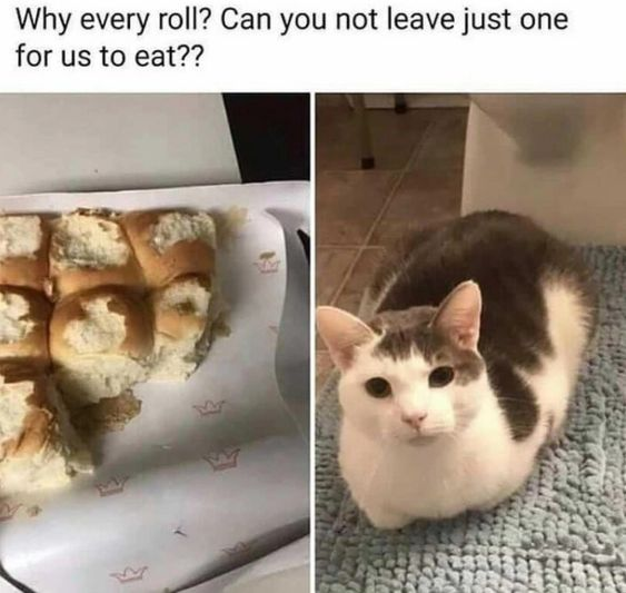 A two-panel wholesome meme. The left panel shows a tray of dinner rolls with most of them partially or completely eaten, leaving only crumbs and残缺 pieces. The right panel features a gray and white cat sitting on a blue textured rug, looking up at the camera with an innocent expression. Above both panels is a text overlay that reads: 'Why every roll? Can you not leave just one for us to eat??' The meme humorously implies the cat is responsible for eating the dinner rolls, contrasting the evidence of the eaten food with the cat's seemingly innocent demeanor.